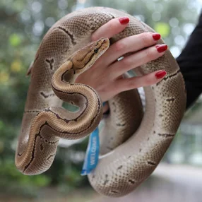 Des reptiles à voir de près !