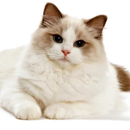 Ragdoll