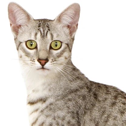Mau Egyptien