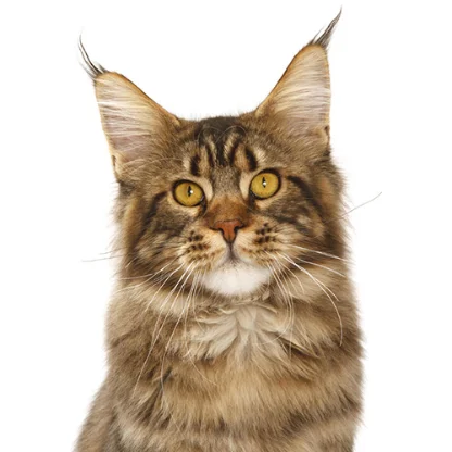 Maine Coon