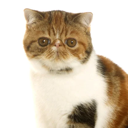 Exotic Shorthair
