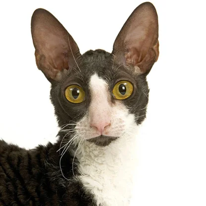 Cornish Rex