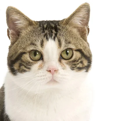 American Shorthair