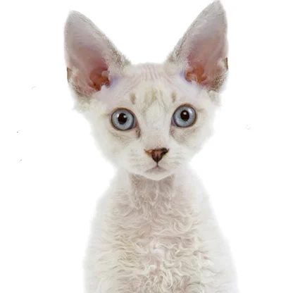 Devon Rex