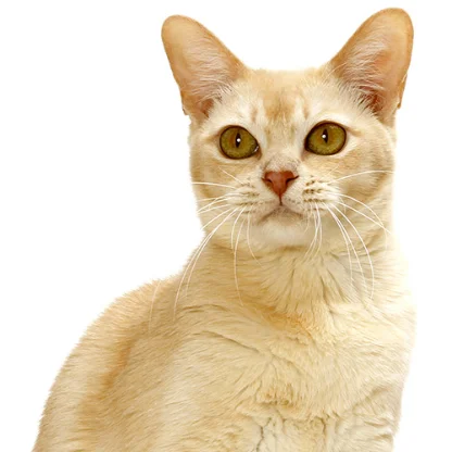 Burmese Anglais