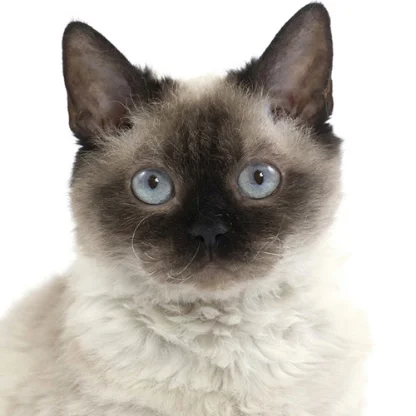 Selkirk Rex poil court