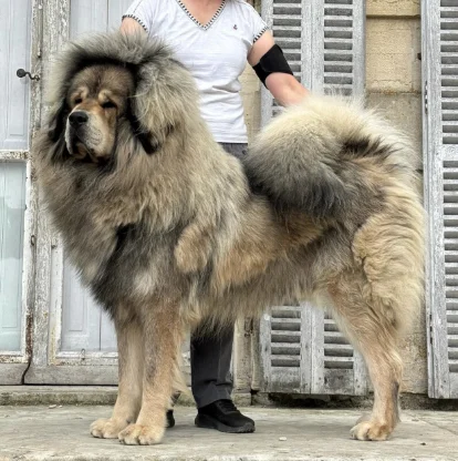 Dogue du Tibet