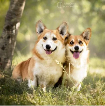 Welsh Corgi Pembroke