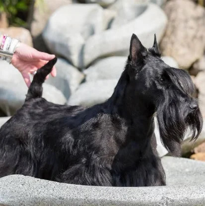 Scottish Terrier