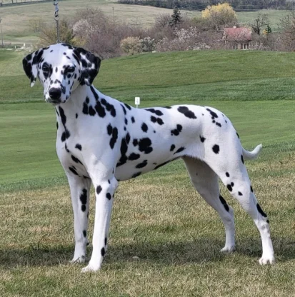 Dalmatien