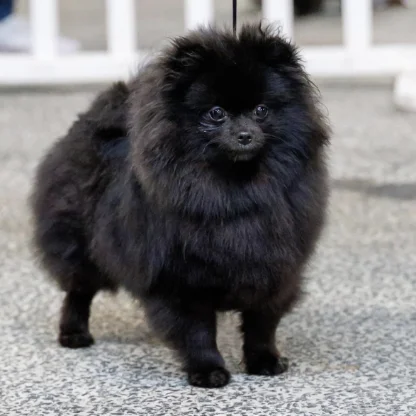 Spitz Allemand Nain