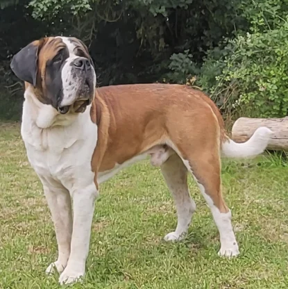 Saint-Bernard