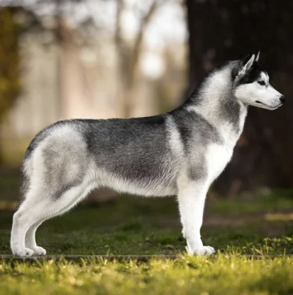 Husky Sibérien