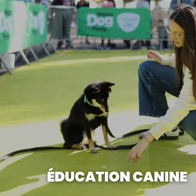 Éducation canine