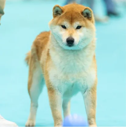 Shiba Inu