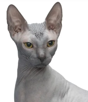 Donskoy