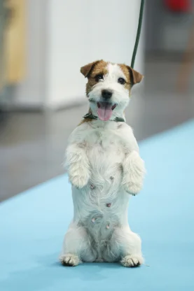 Jack Russell