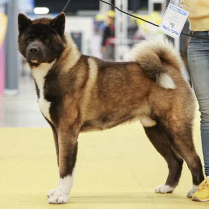 Akita Americain