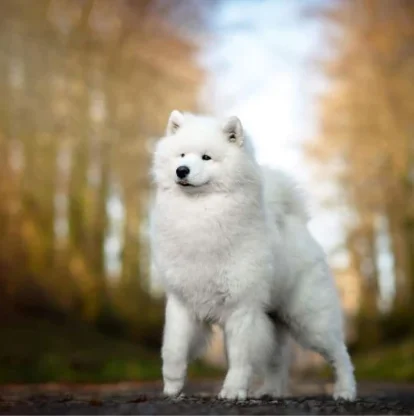 Samoyede