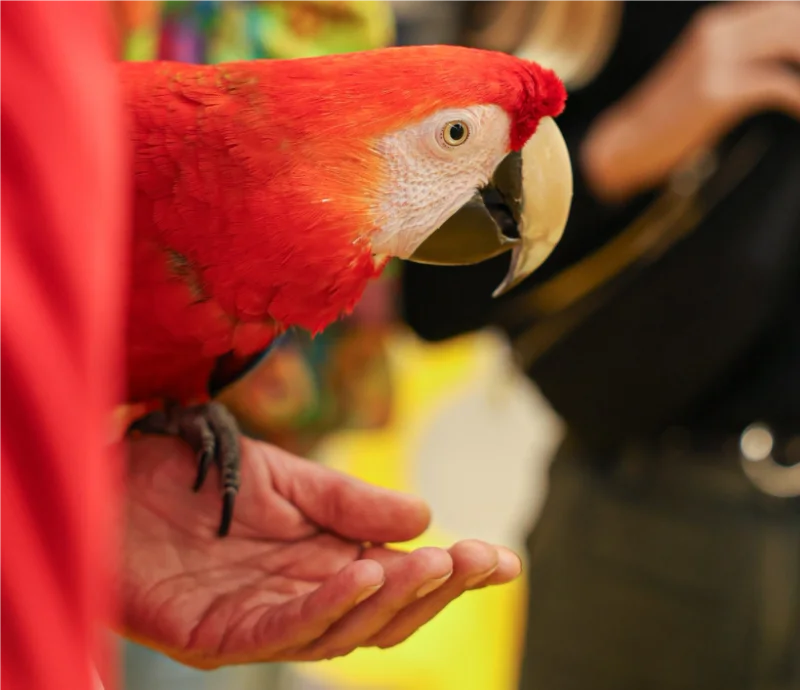 Plongez dans l’univers fascinant des oiseaux avec un expert de l’association Pro Natura !