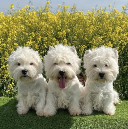 Westie