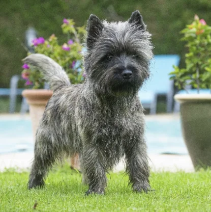 Cairn Terrier