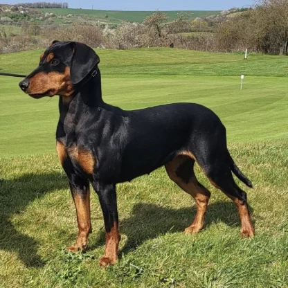 Pinscher Allemand