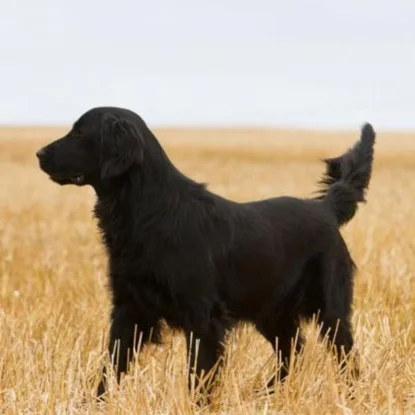 Flat Coated Retriever