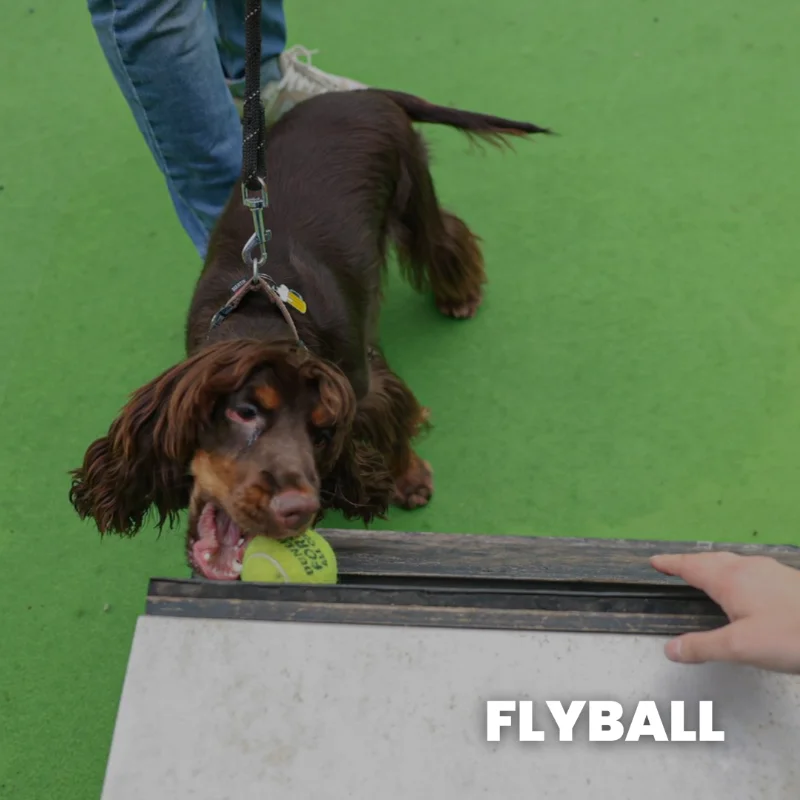 Flyball