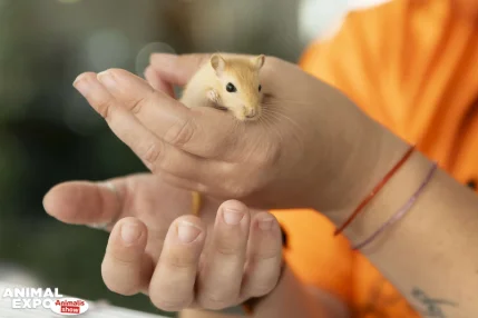 Découvrir des compagnons miniatures !