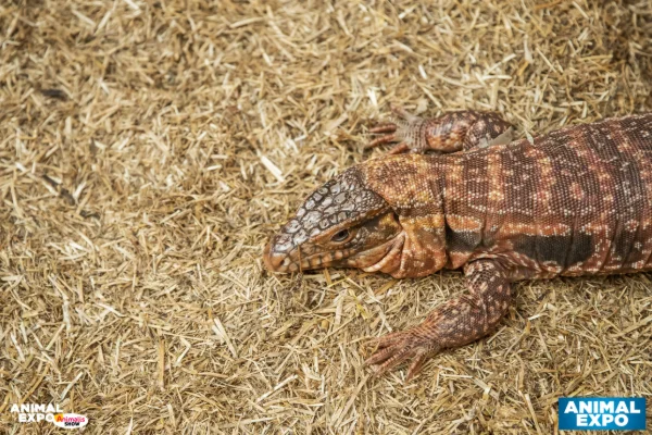AnimalExpo2021-470.jpg