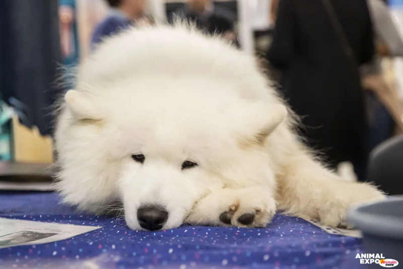 2022AnimalExpo-423.jpg