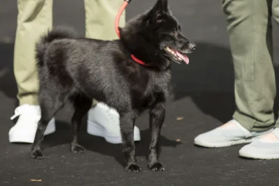 Présentation des plus beaux chiens de France