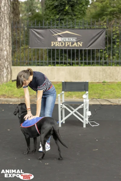 Apprentissage d'un chien guide d'aveugle