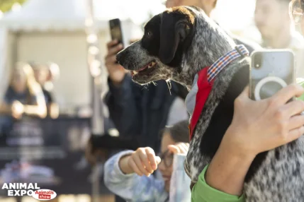 Rencontrer des chiens d'exception