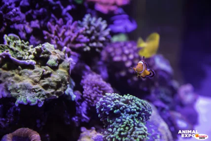 Explorez le monde aquatique et rencontrez les champions d’aquariophilie !