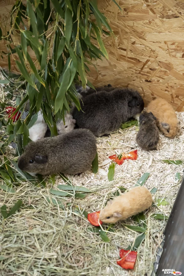 2022AnimalExpo-574.jpg