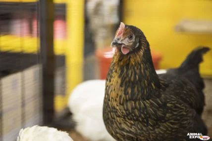 Les poules