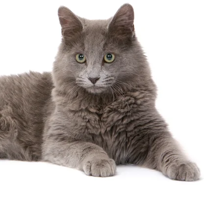 Nebelung
