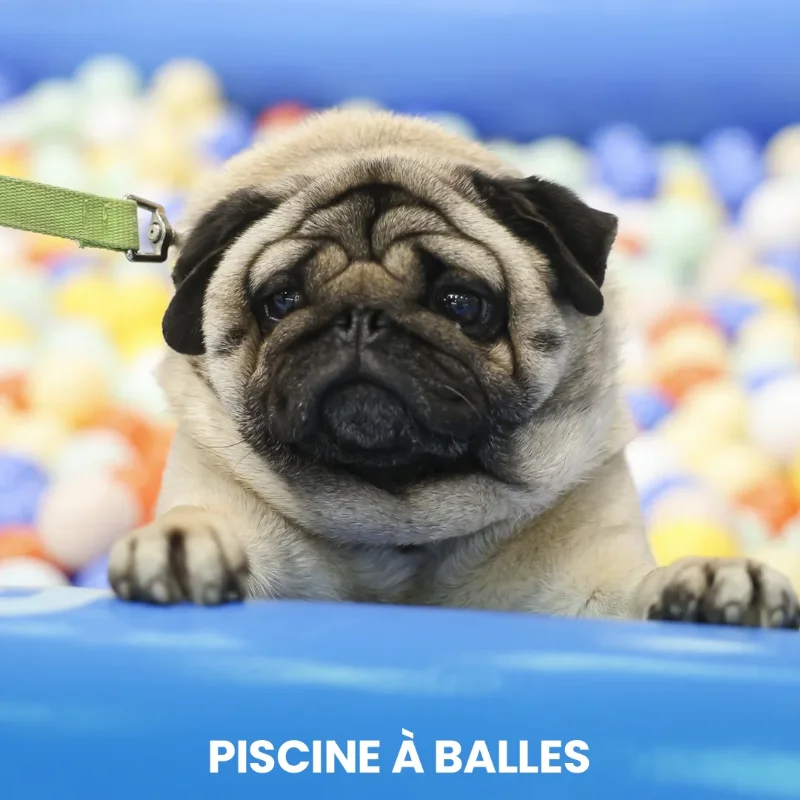 Piscine à balles