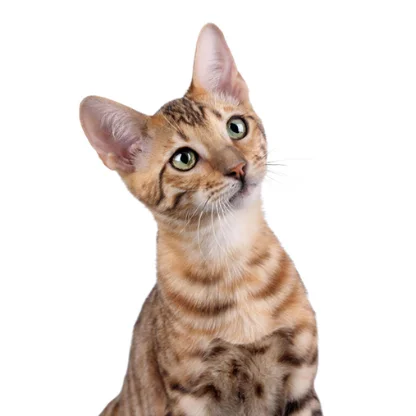 Toyger