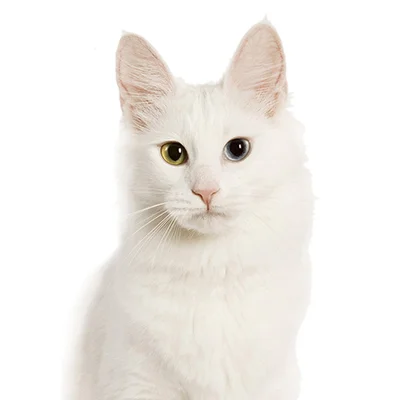 Angora Turc