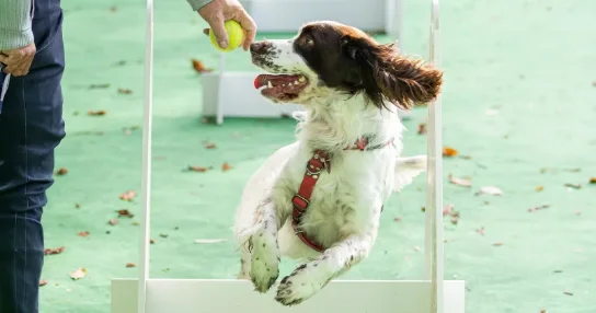 Venir avec son chien