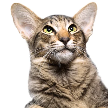 Mandarin (Oriental Longhair)