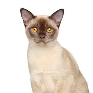 Burmese Américain