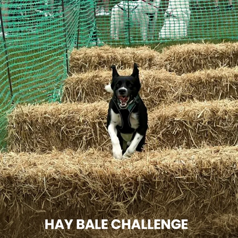 Hay Bale Challenge