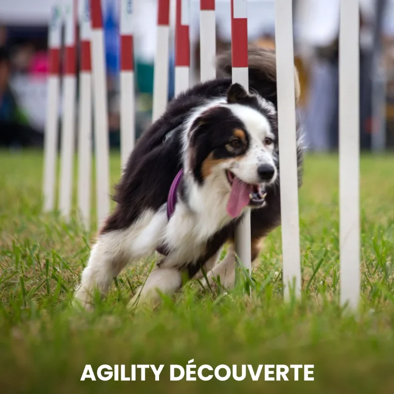 Agility découverte