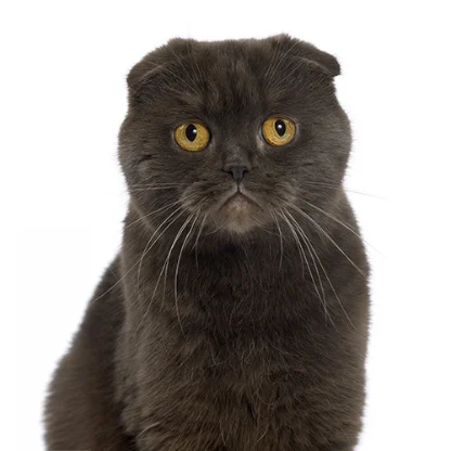 Scottish Fold