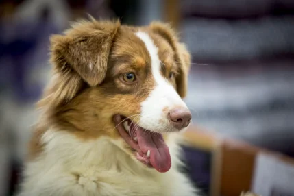 La Garderie canine